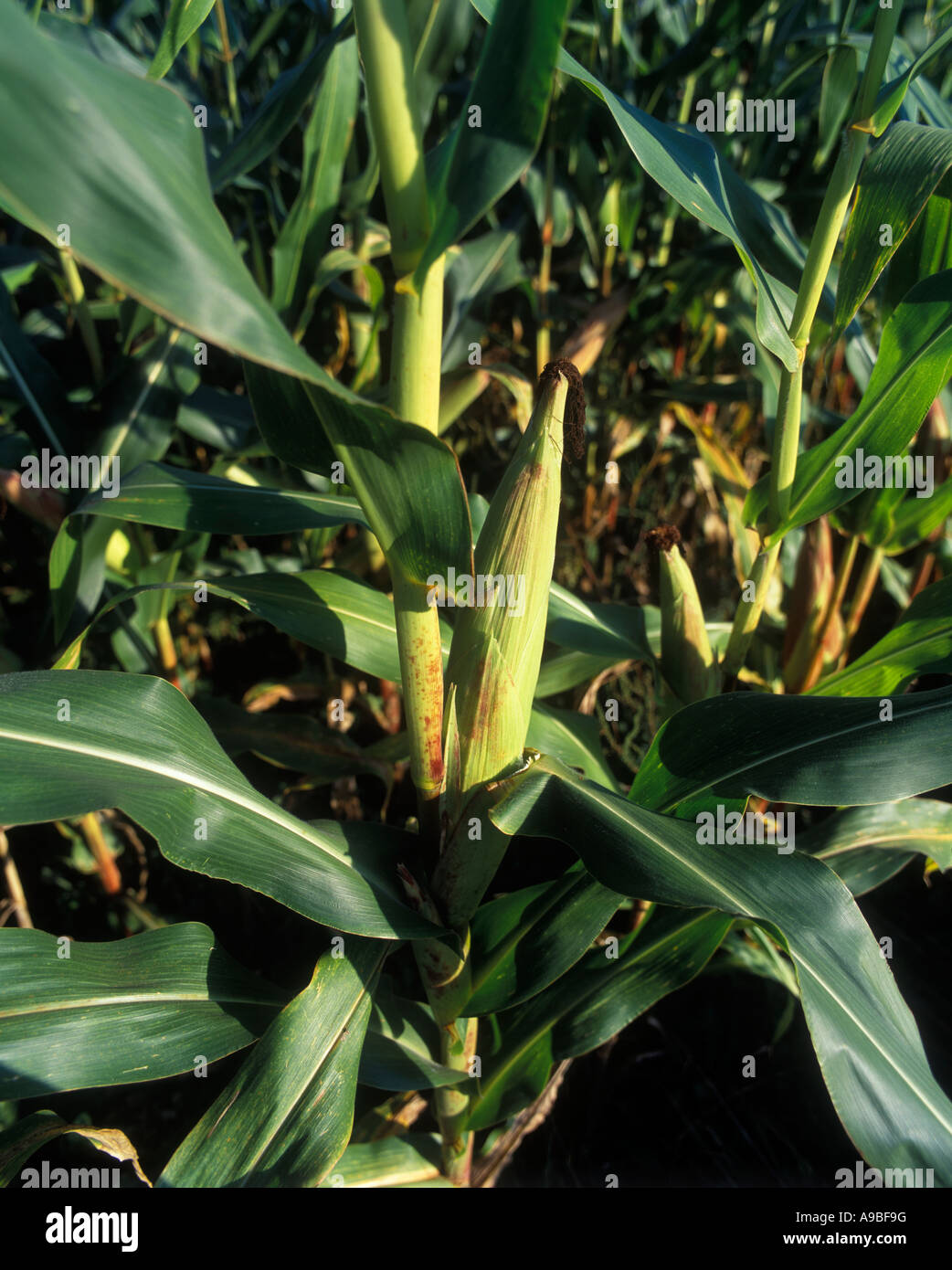 CORNFIELD PENNSYLVANIA USA Stock Photo Alamy