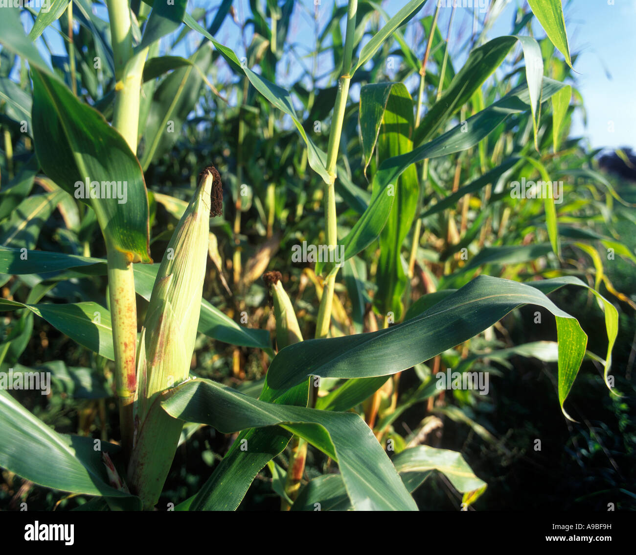 CORNFIELD PENNSYLVANIA USA Stock Photo Alamy