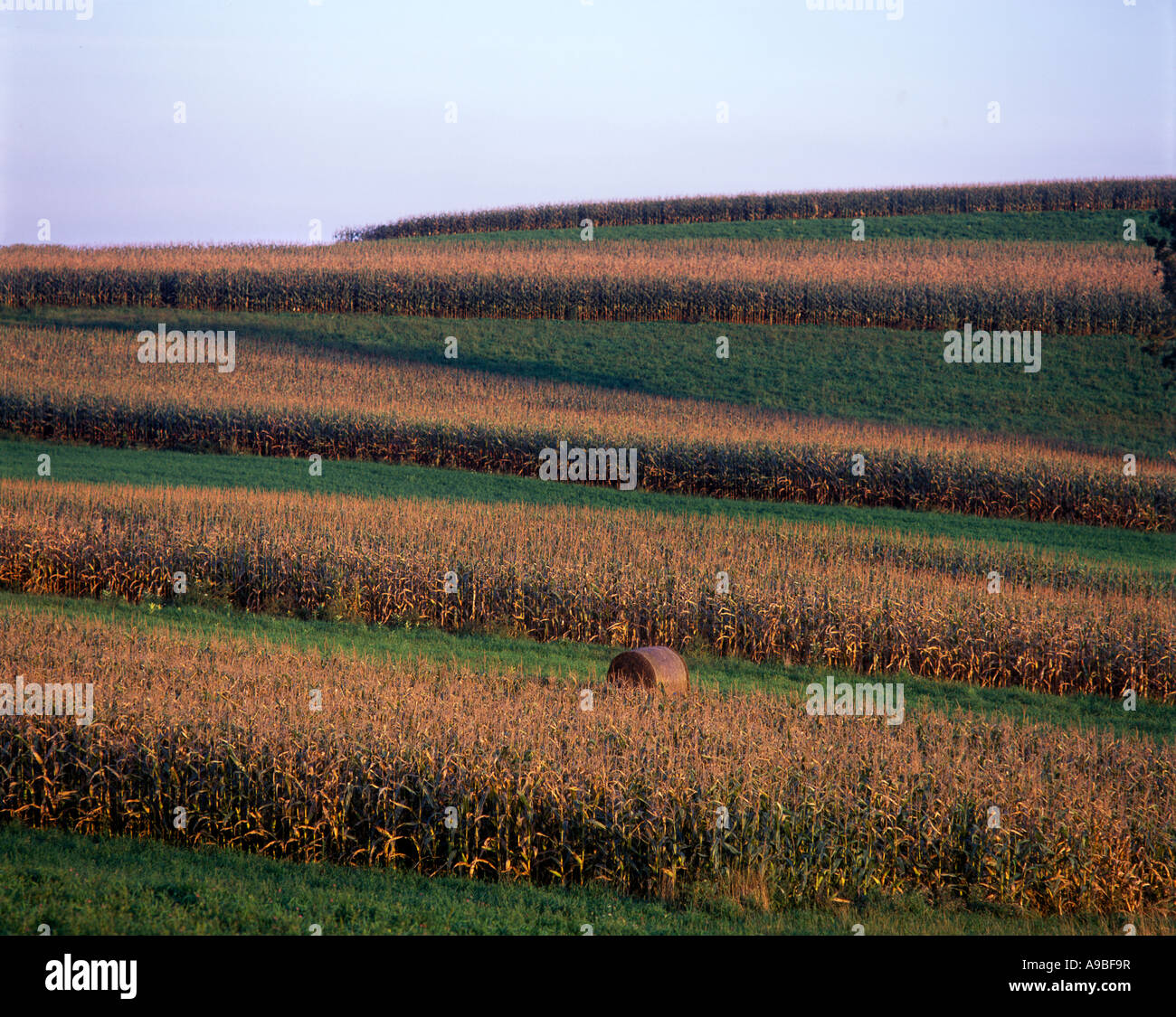 CORNFIELD PENNSYLVANIA USA Stock Photo Alamy