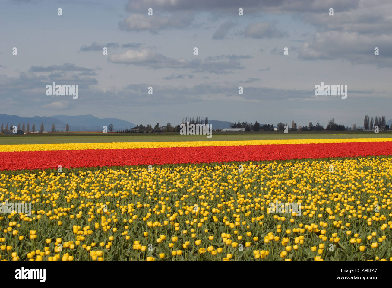 Tulip fields in the Skagit Valley of western Washington State USA The
