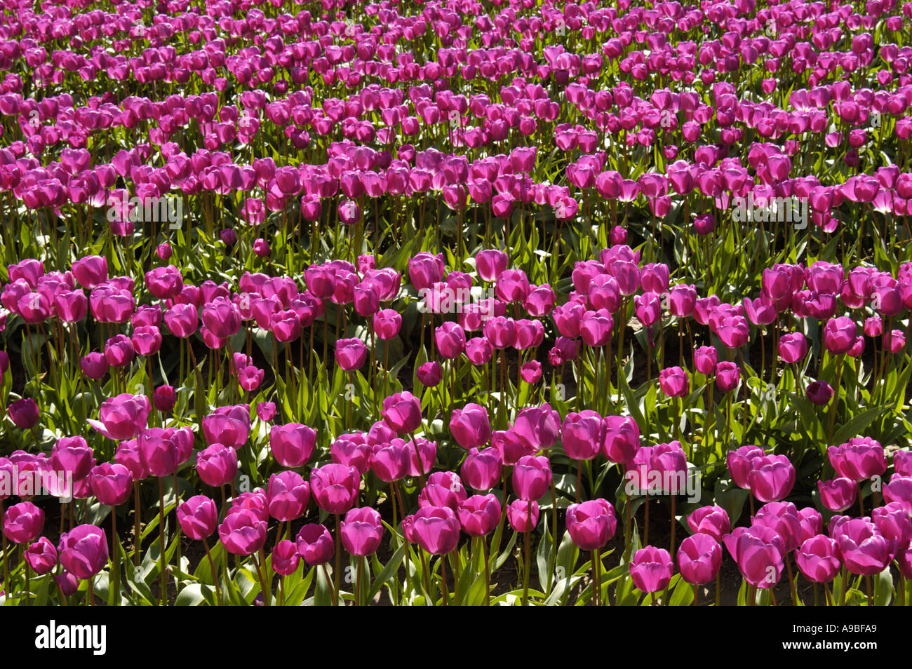 Tulip fields in the Skagit Valley of western Washington State USA The