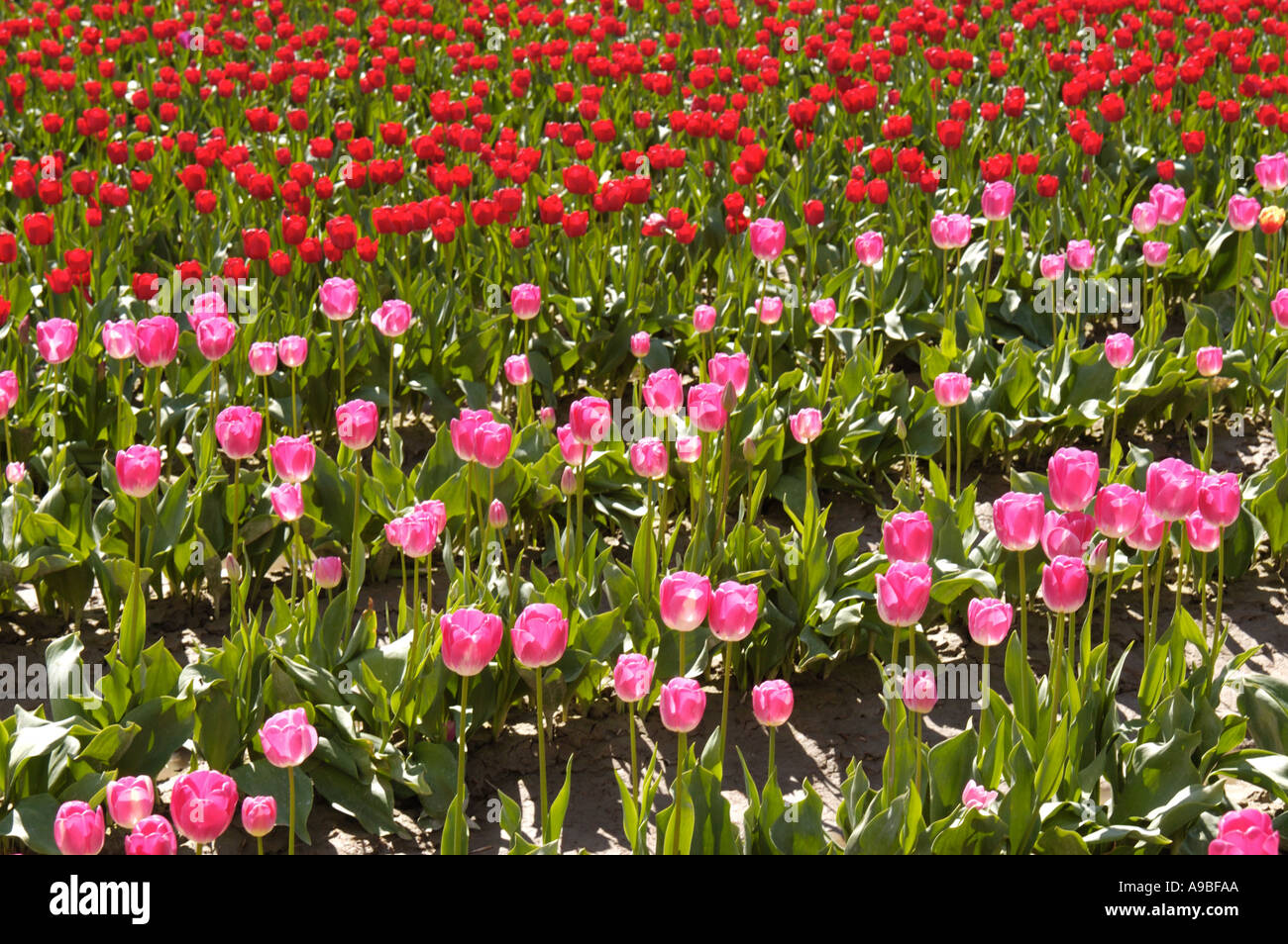 Tulip fields in the Skagit Valley of western Washington State USA The