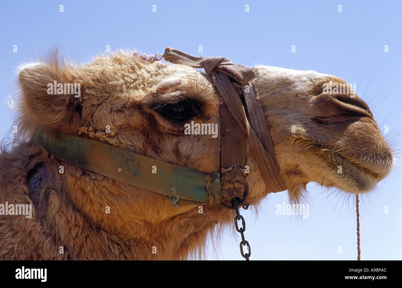 Camel carrying load middle east hi-res stock photography and