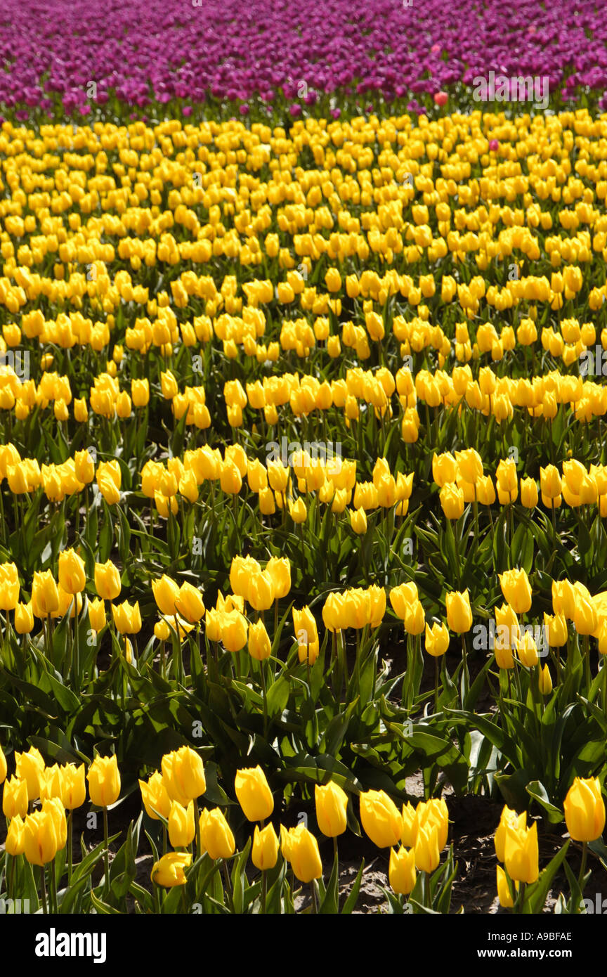Tulip fields in the Skagit Valley of western Washington State USA The