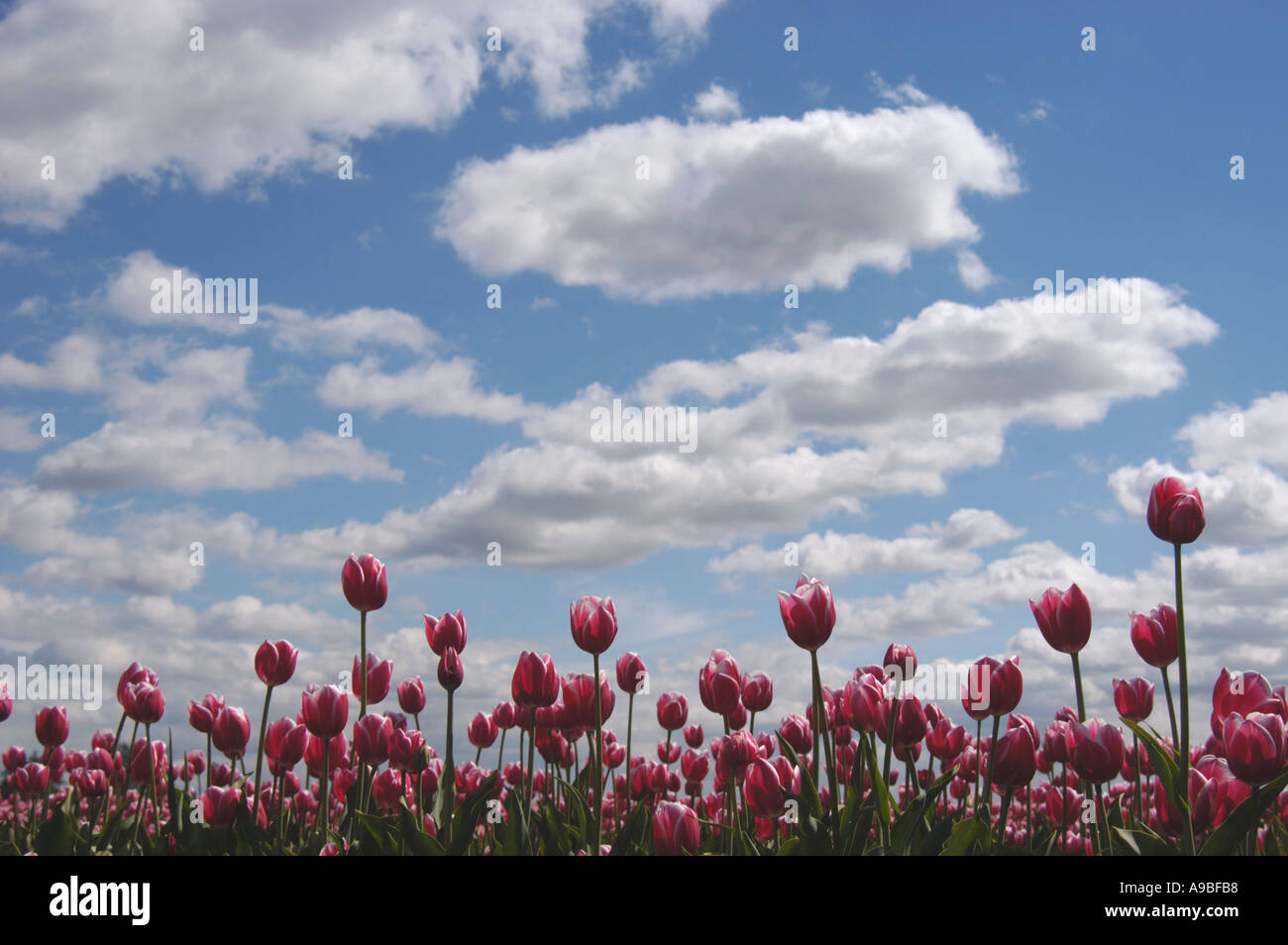 Tulip fields in the Skagit Valley of western Washington State USA The