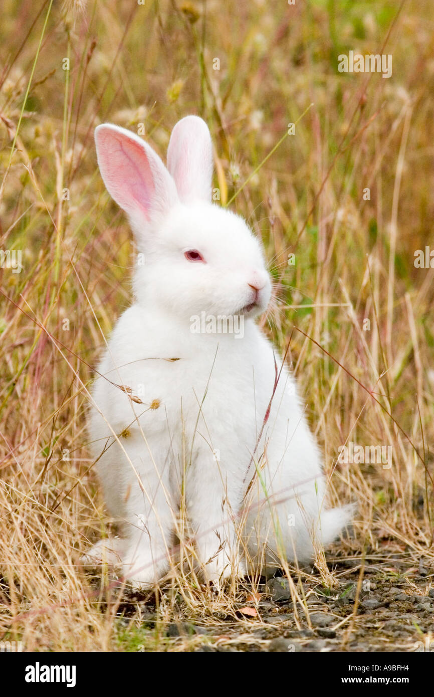 Wild Rabit Oregon Easter in oregon hi-res stock photography and images - Alamy