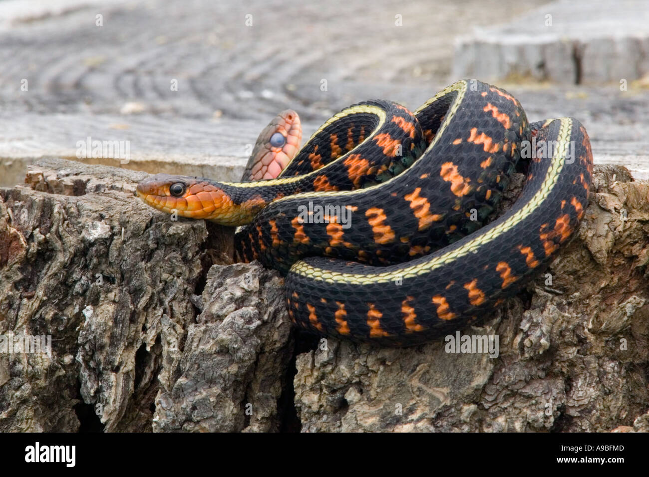 Two Red-Spotted Garter snakes on a stump, one about to shed. Stock Photo