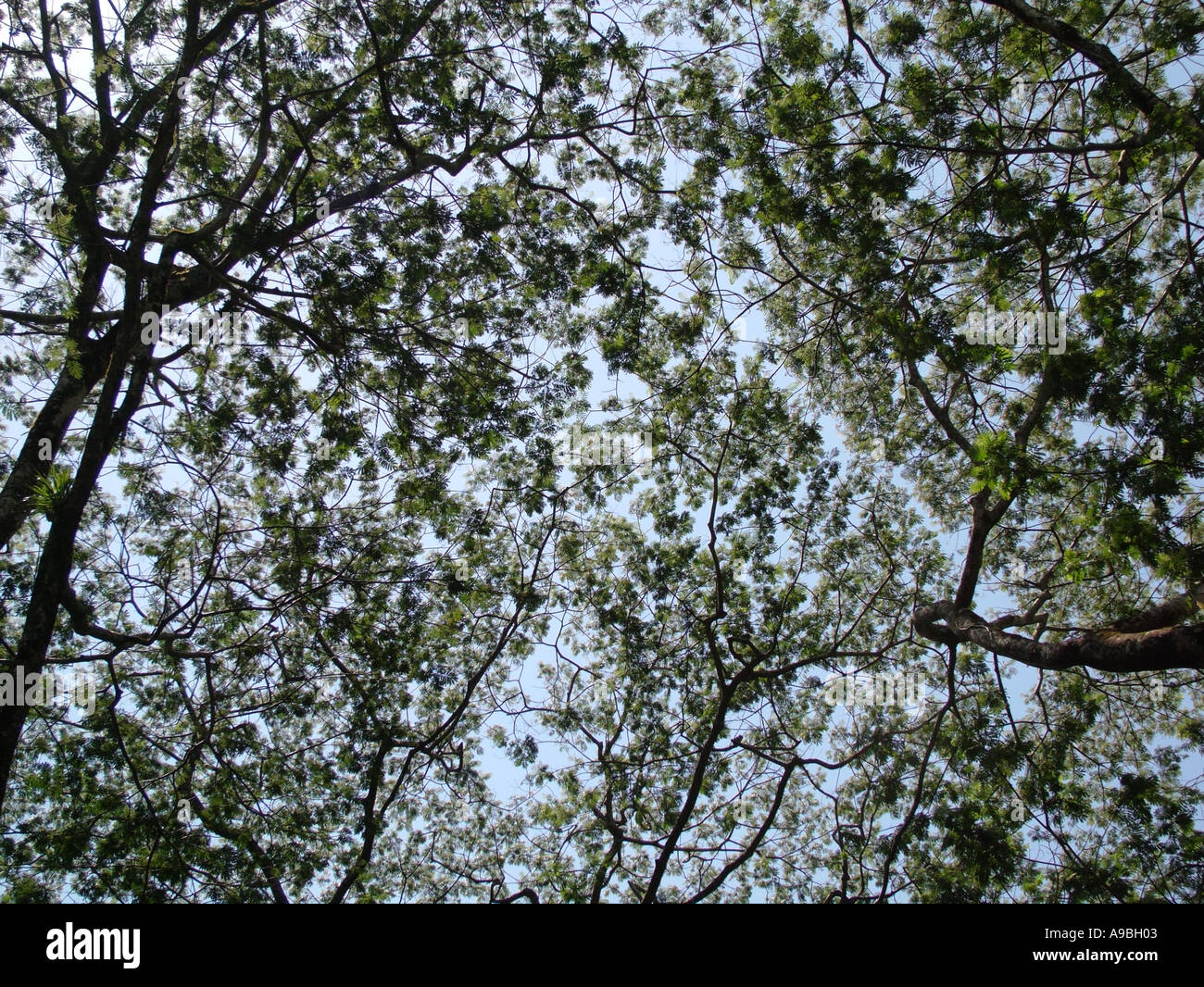 Hawaii island canopy hi-res stock photography and images - Alamy