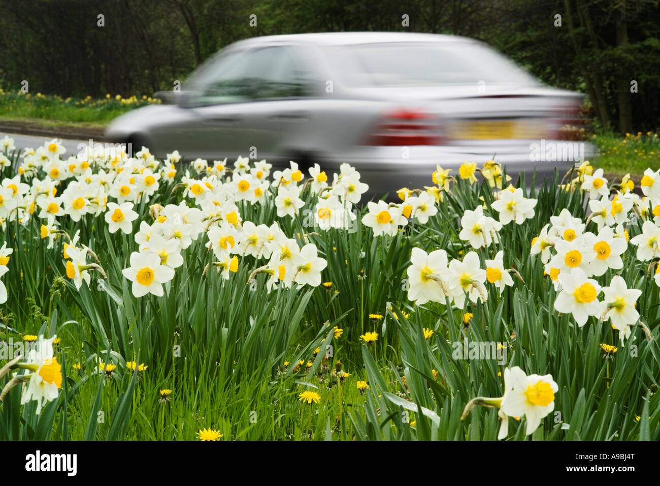 Daffodils in Spring with vehicle or car driving past at speed Stock ...