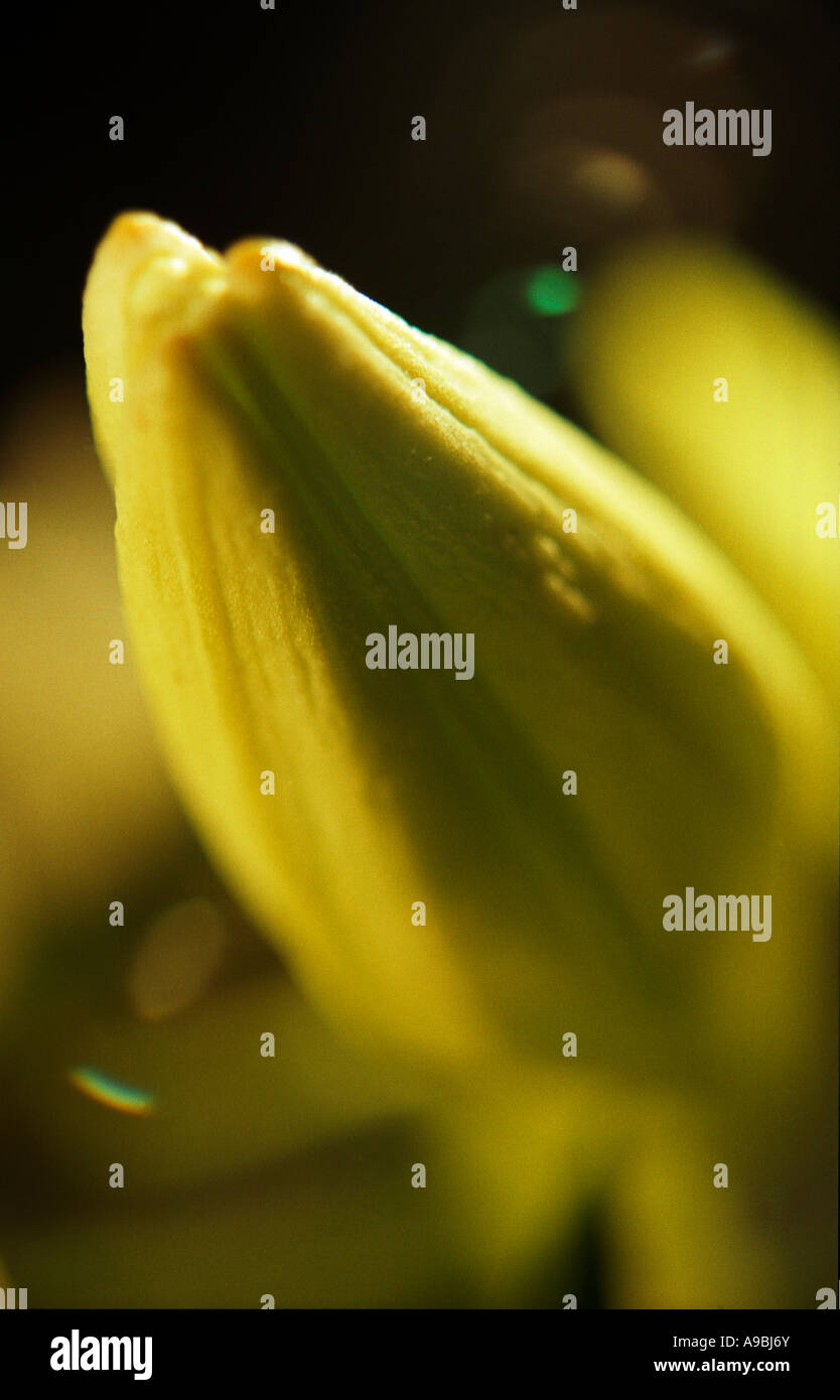 Bud of easter lily Stock Photo Alamy