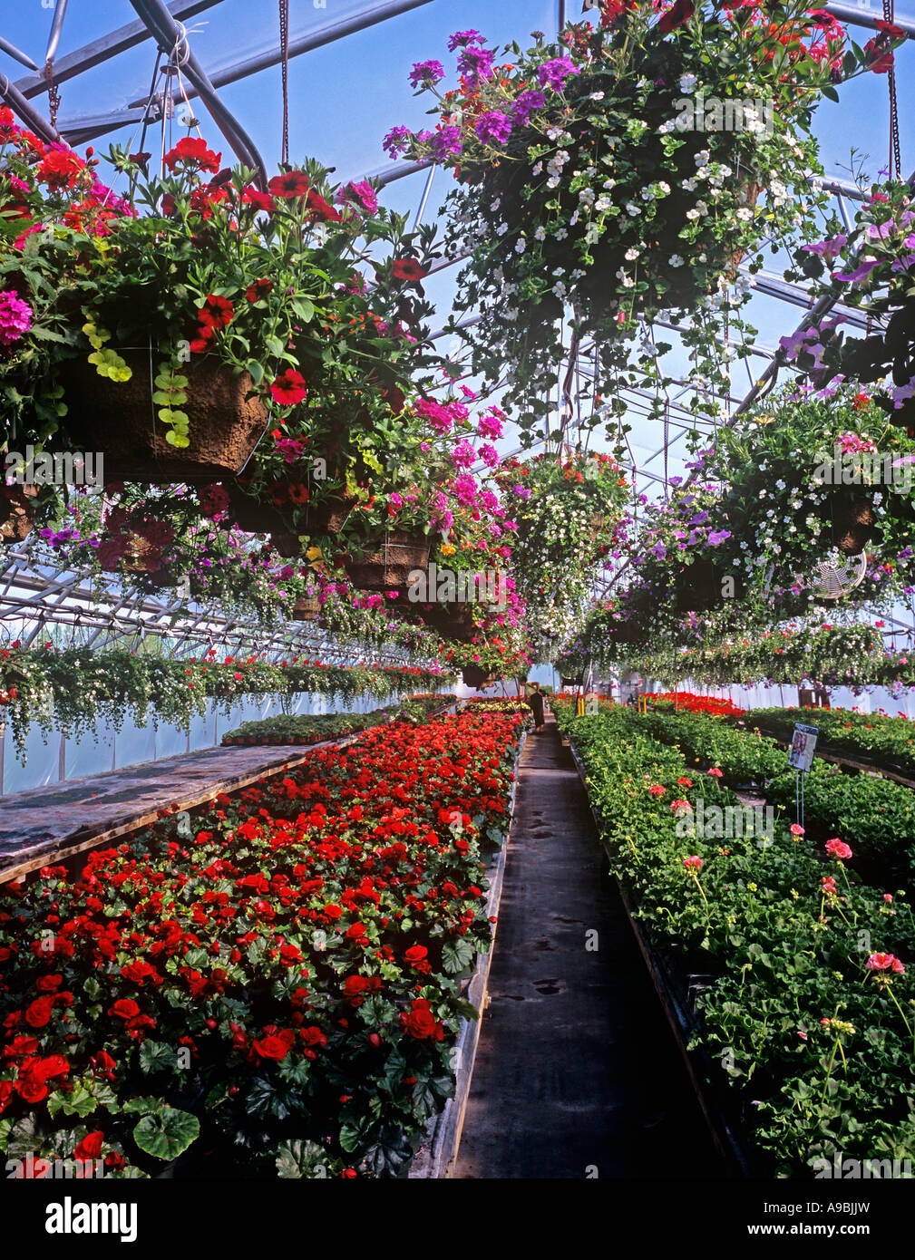 commercial greenhouse specialising in hanging baskets Stock Photo Alamy