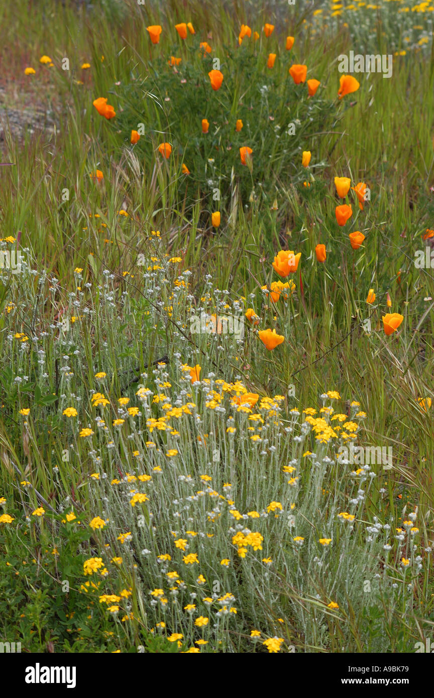 Los Padres National Forest Stock Photo Alamy
