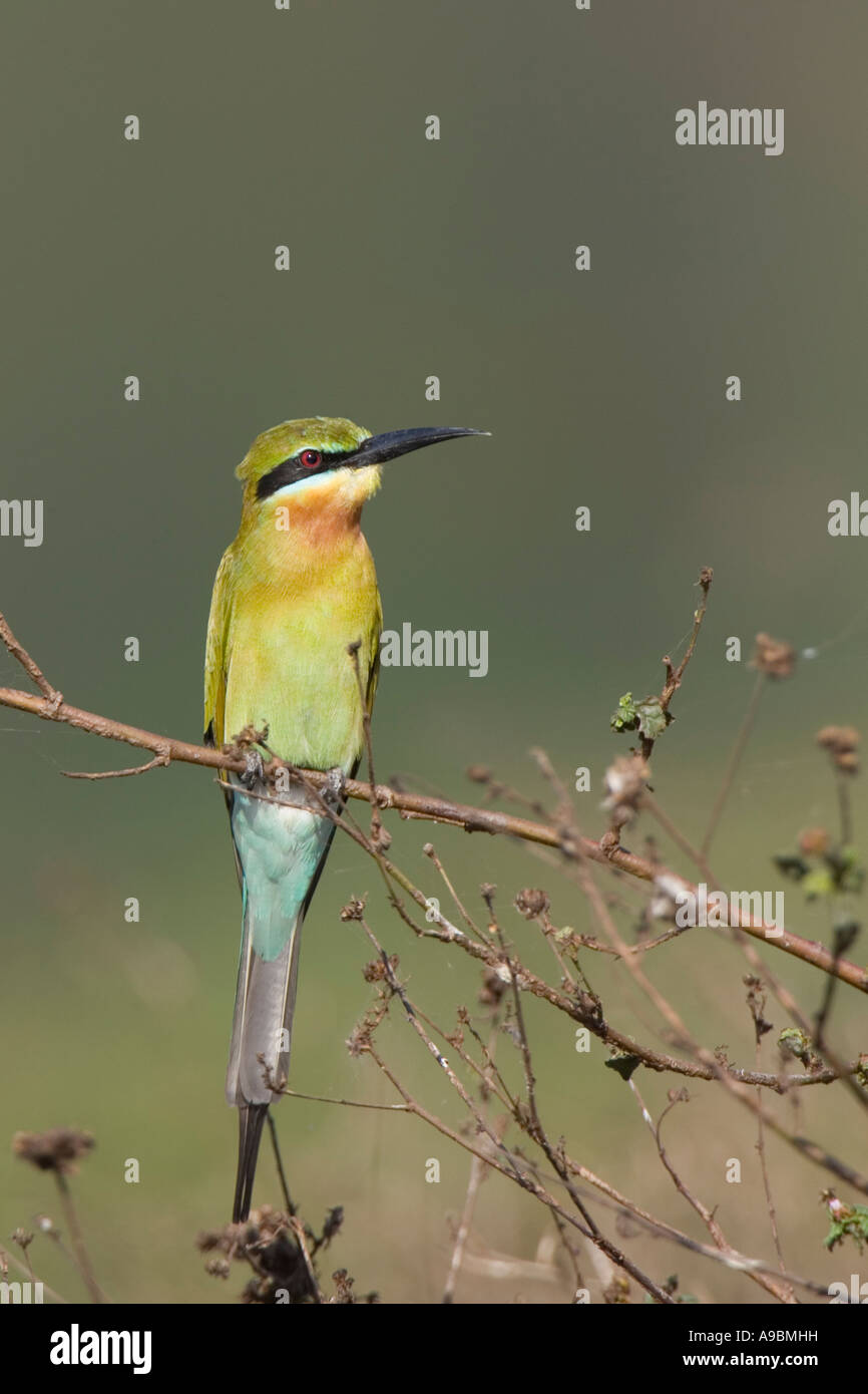 Blue-tailed Bee-eater (Merops philippinus) at Carambolim Lake, Goa Stock Photo