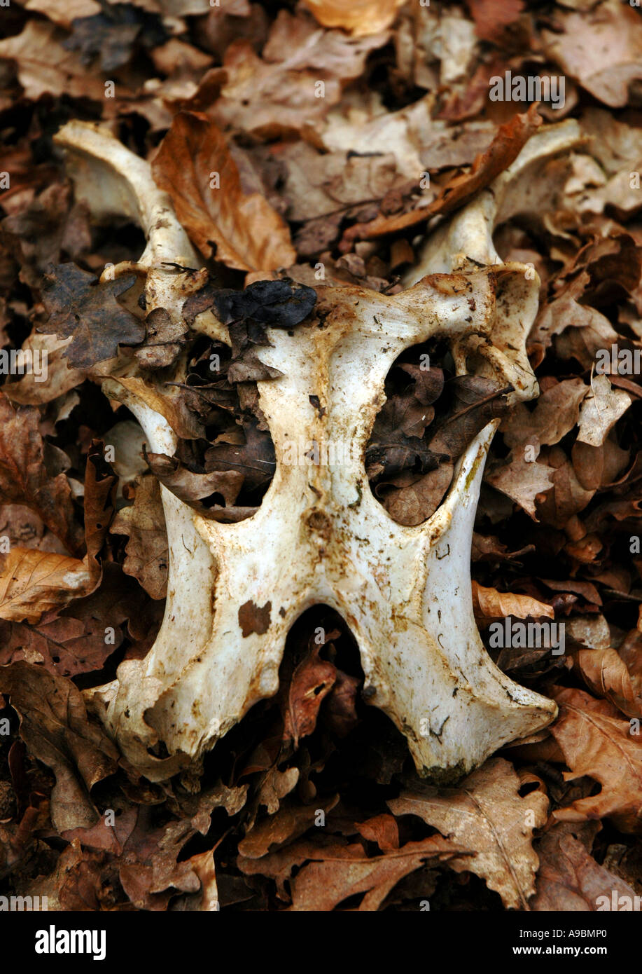 Deer skull surrounded by autumn leaves Stock Photo