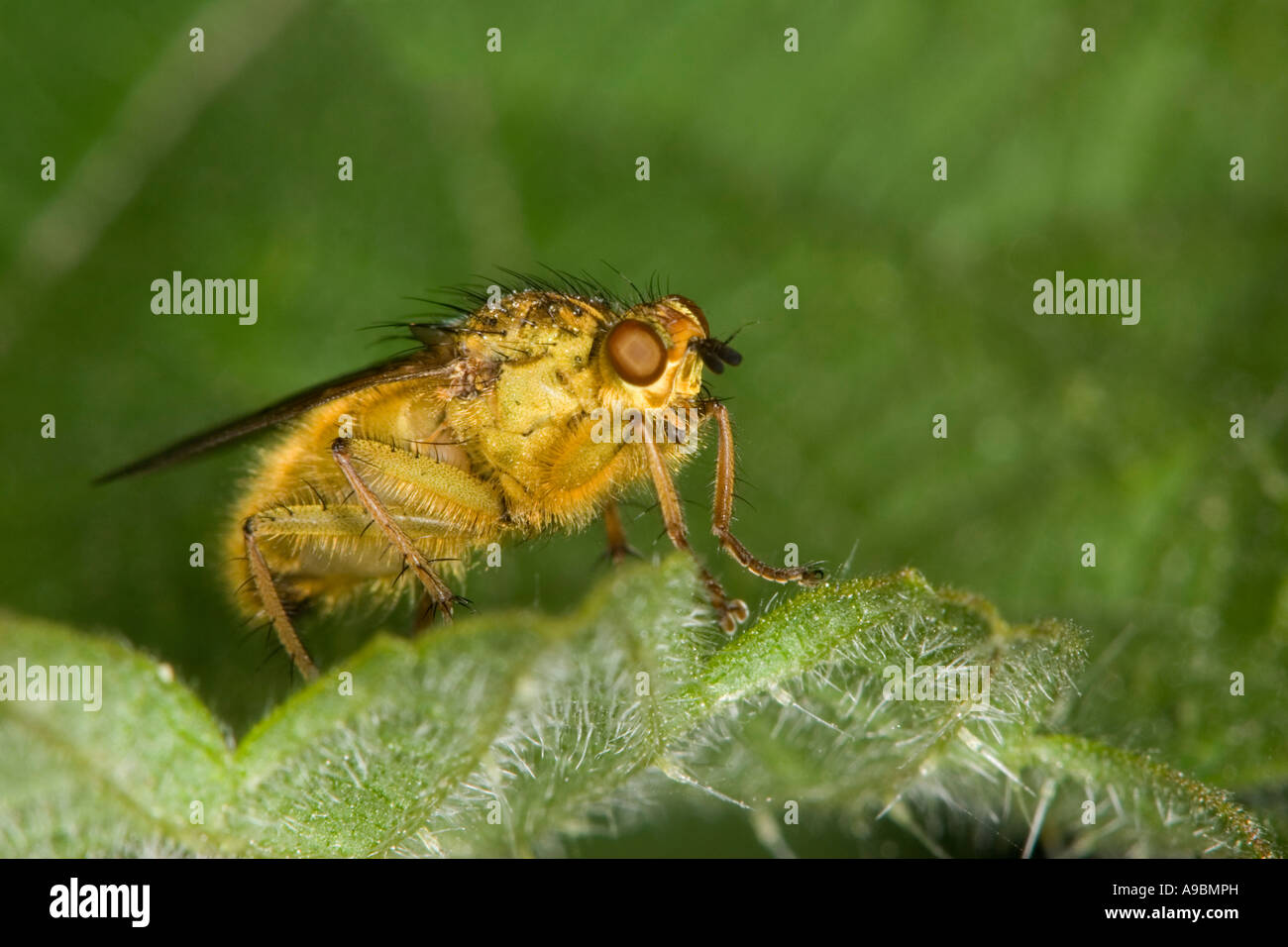 Yellow Dung Fly (Sarcophaga stercoraria) sitting on a leaf Stock Photo