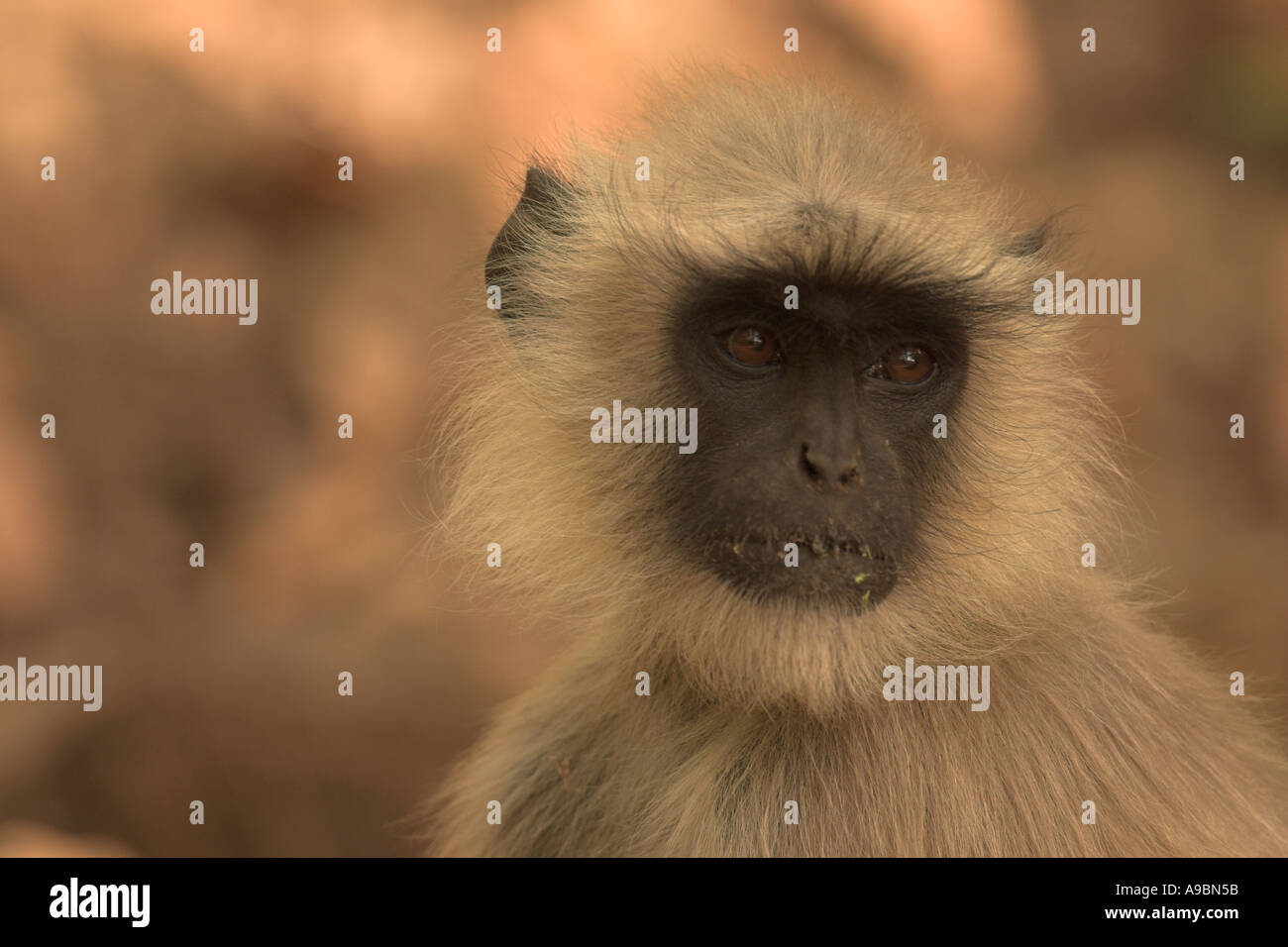 langur monkey Catarrhini Cercopithecidae Stock Photo Alamy