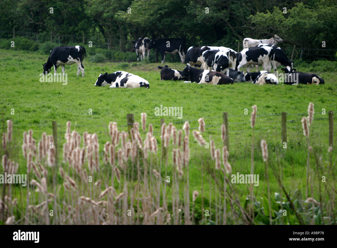 Cows black and white images hi-res stock photography and images - Alamy