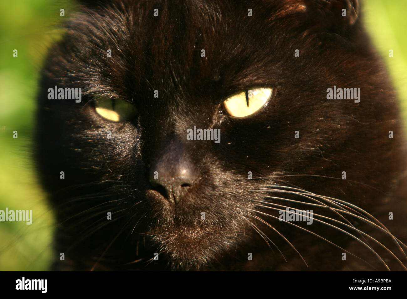 Close up of the face of a black cat with striking yellow eyes Stock ...