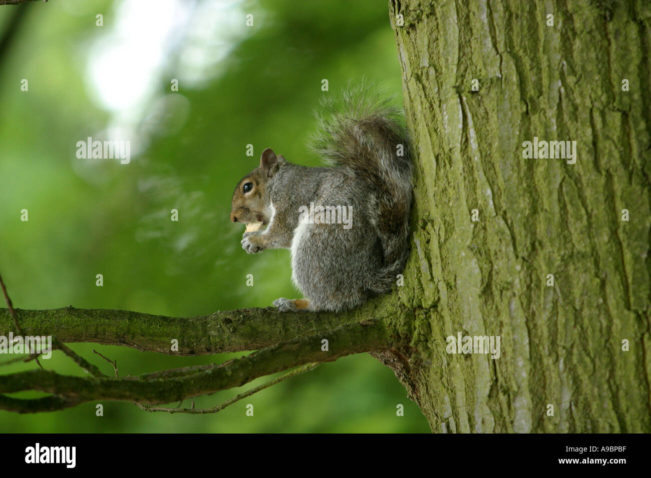 Grey squirrel eating nuts in the branches of an oak tree Stock Photo