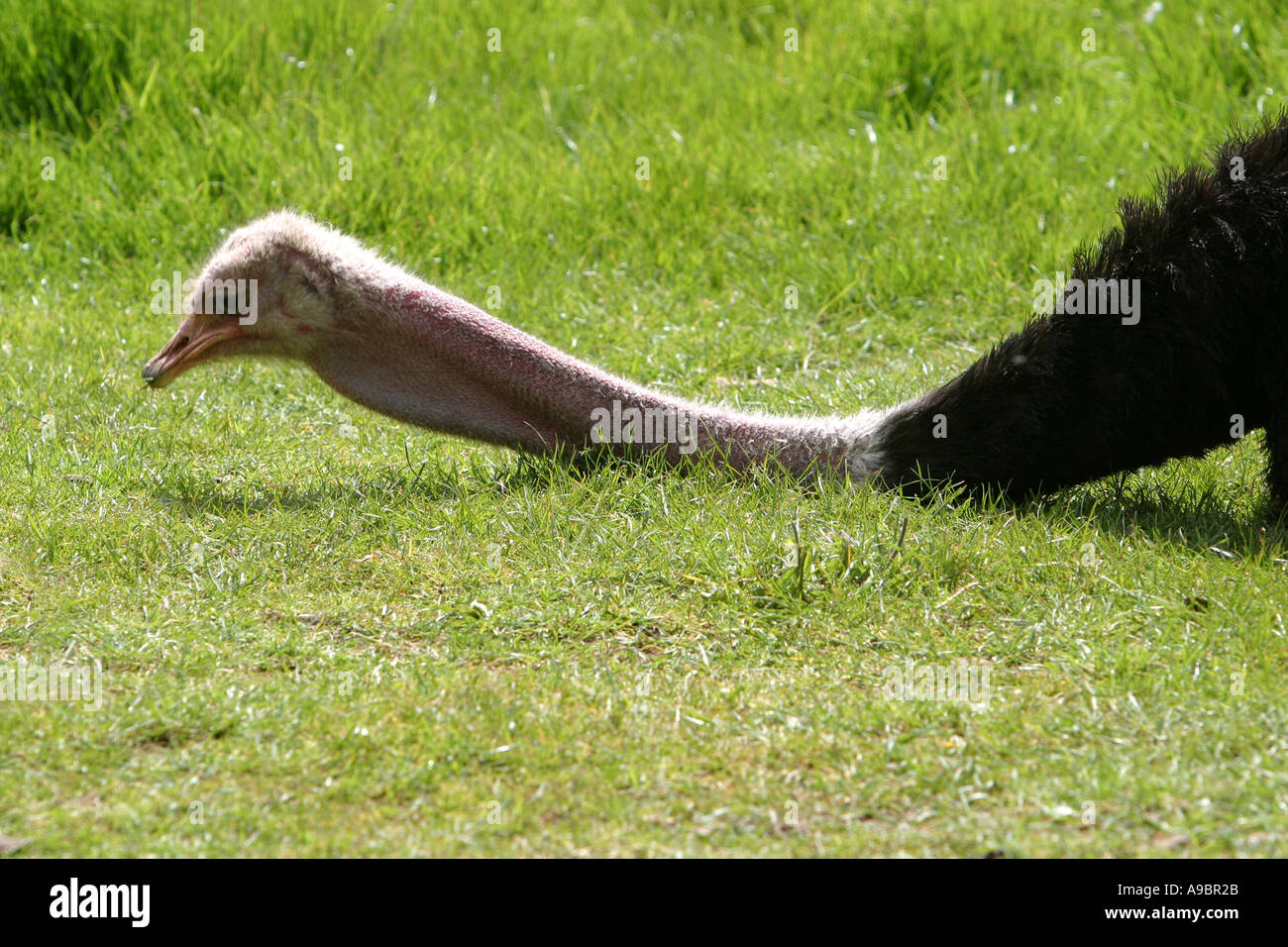 BREATH OSTRICH SHORT DOWN BADHOP