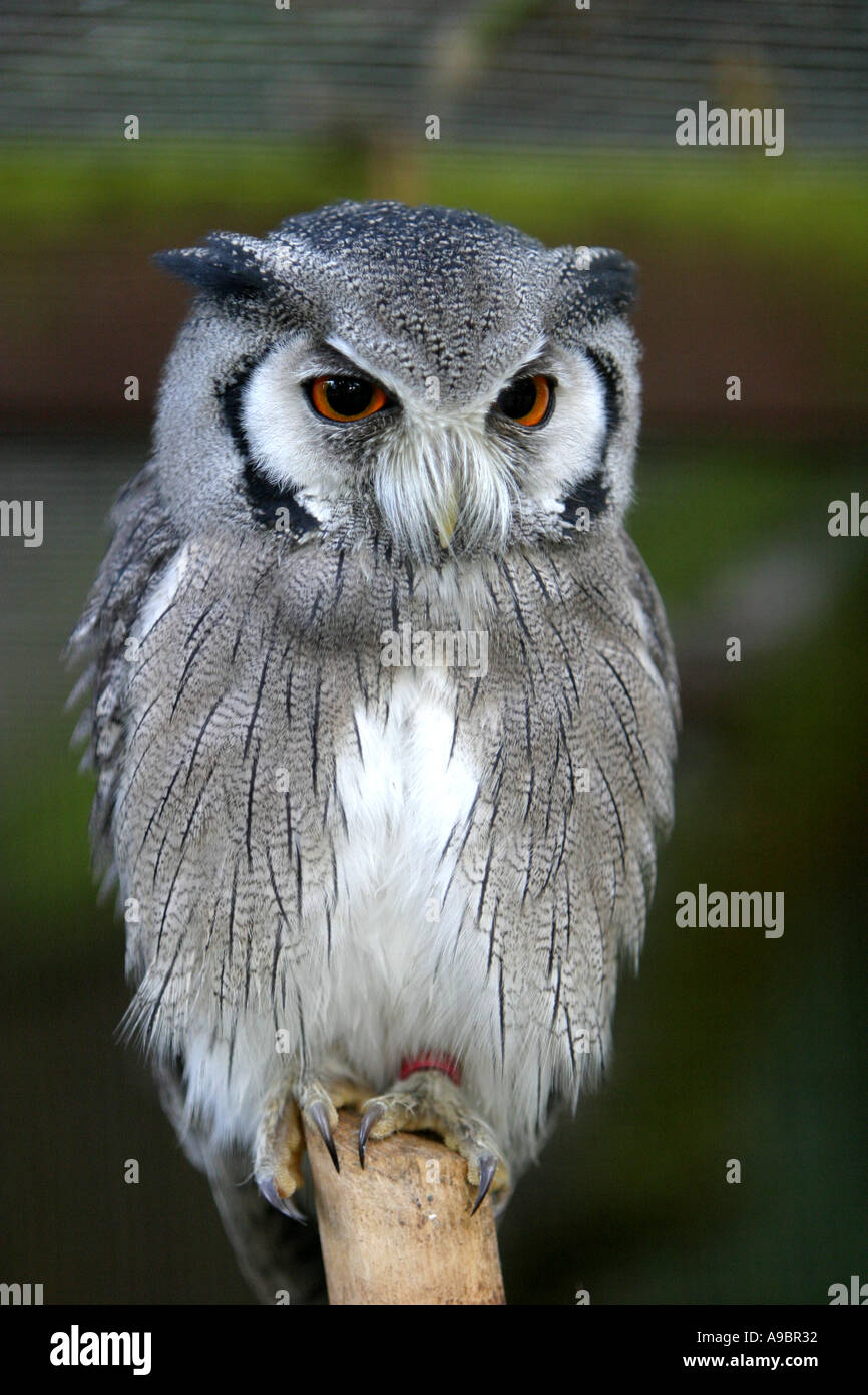 Wise old owl Stock Photo