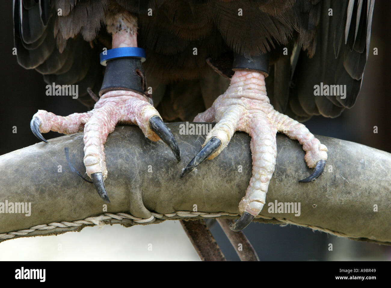 Eagle Talons High Resolution Stock Photography and Images Alamy