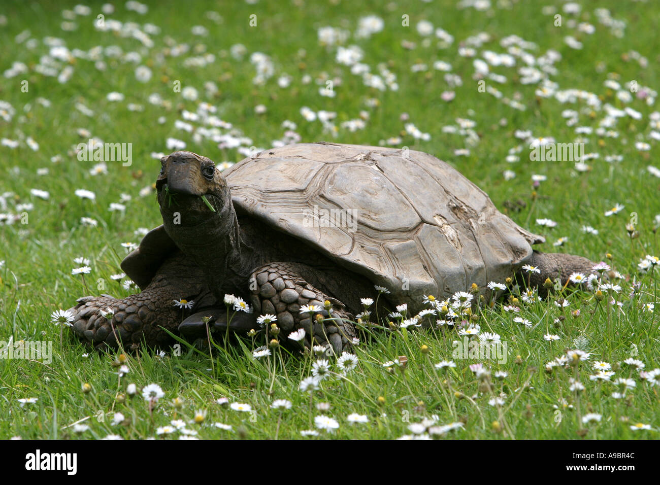 Giant tortoise and shell Stock Photo - Alamy