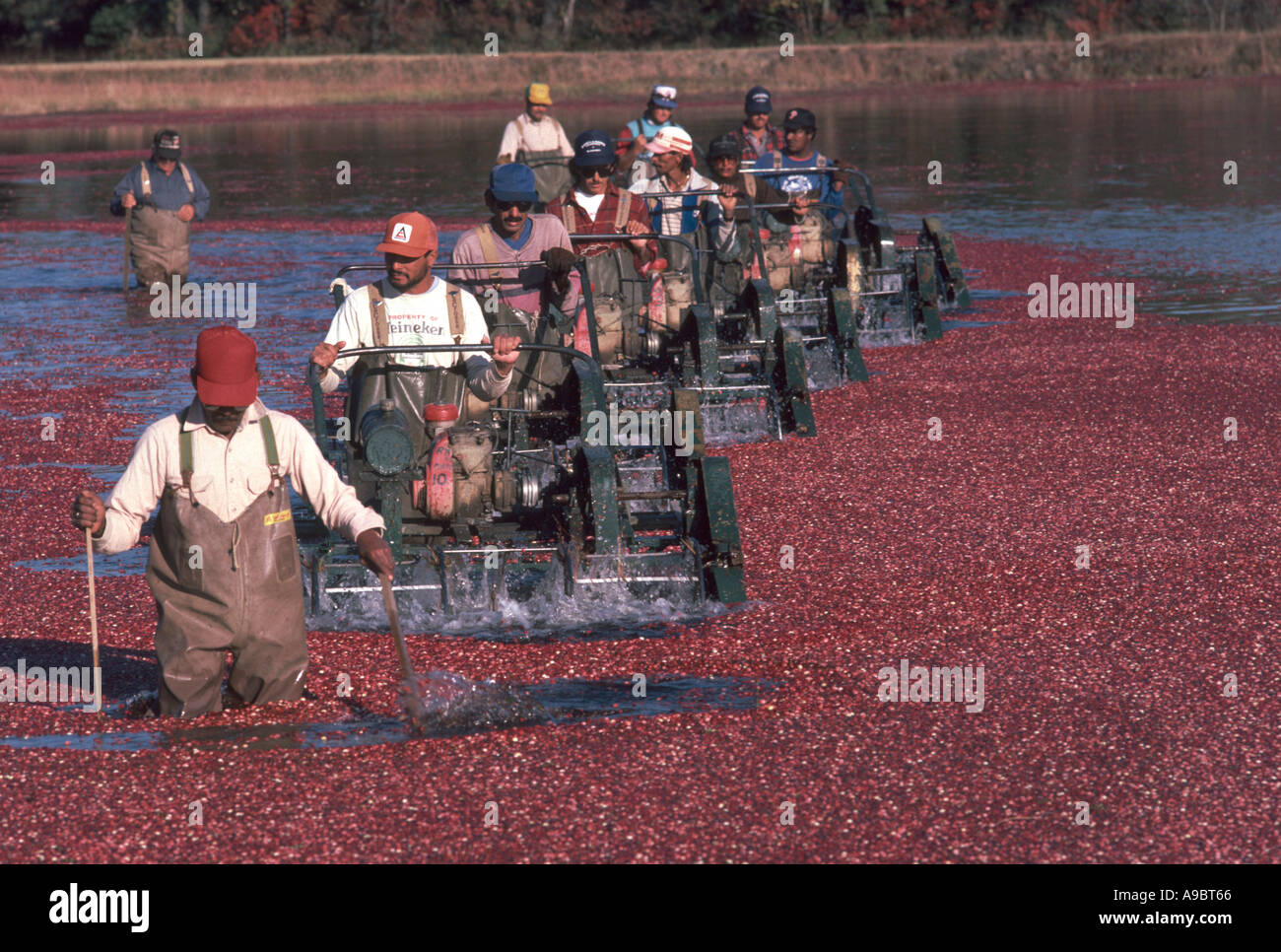 Cranberry bog harvest farming new jersey hires stock photography and