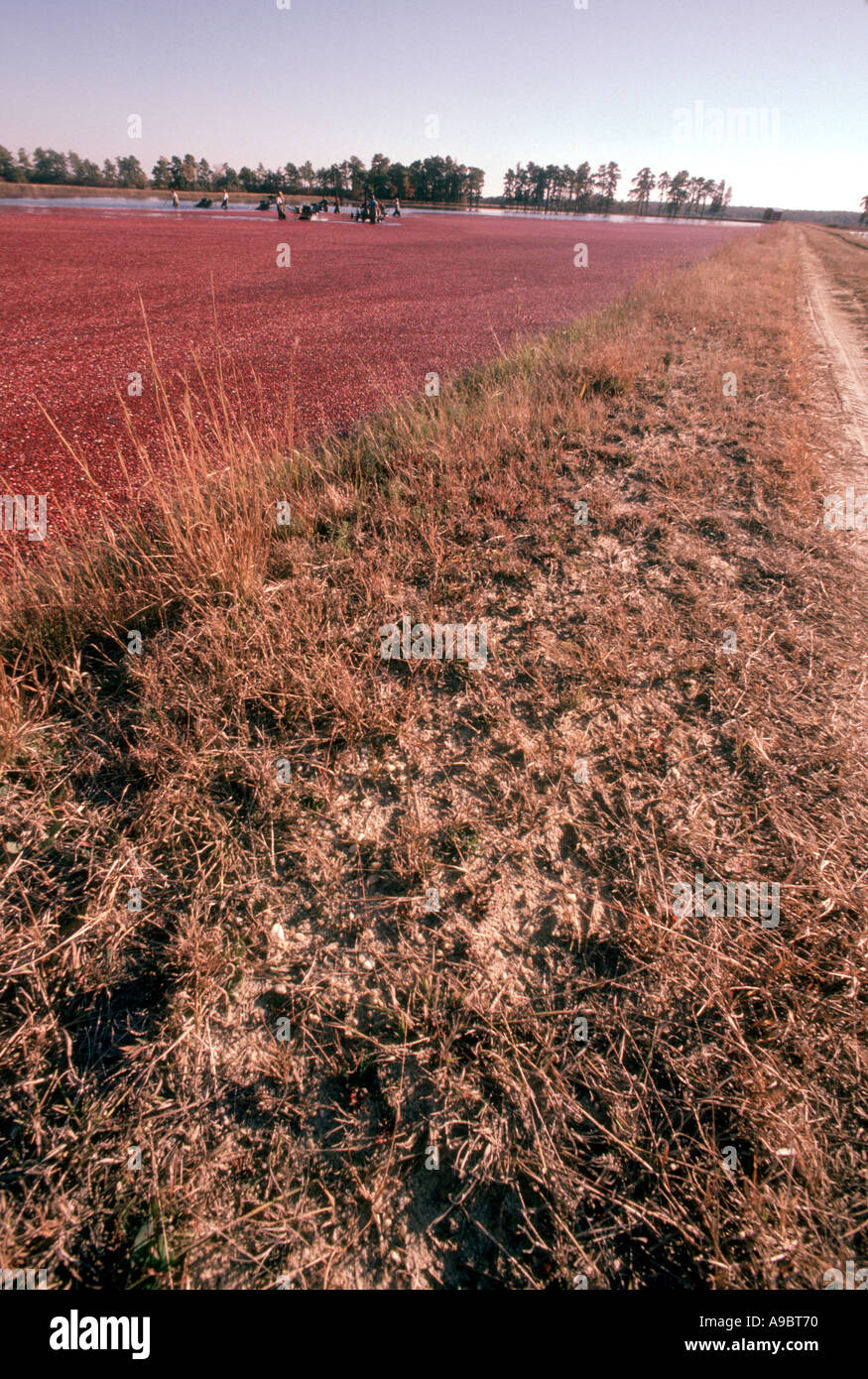Cranberry bog harvest farming new jersey hires stock photography and images Alamy