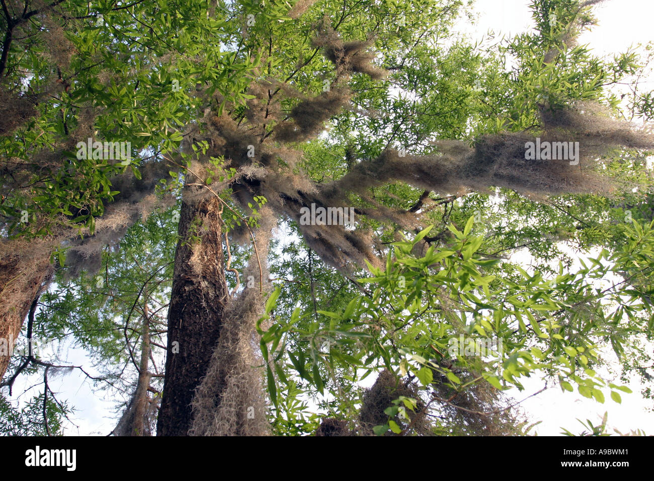 cypresses tree and Spanish moss. Swamp lands, Caddo Lake Texas USA Stock Photo