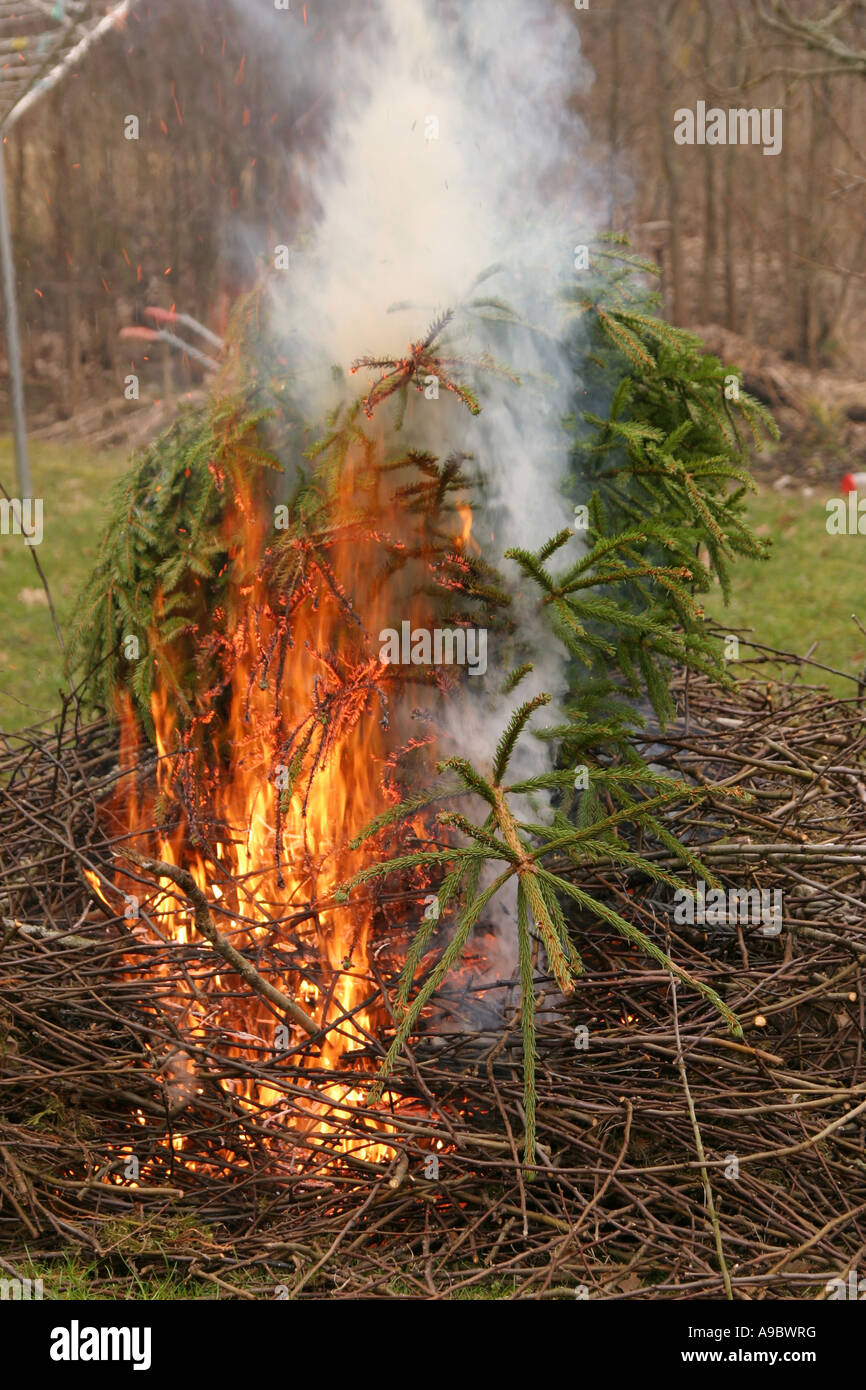 Burning the old christmas tree along with some twigs Stock Photo Alamy