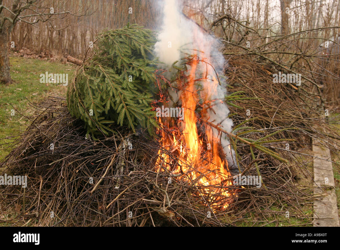 burning the old christmas tree along with some twigs stock image - What To Do With Old Christmas Trees burning the old christmas tree along with some twigs stock image - What To Do With Old Christmas Trees