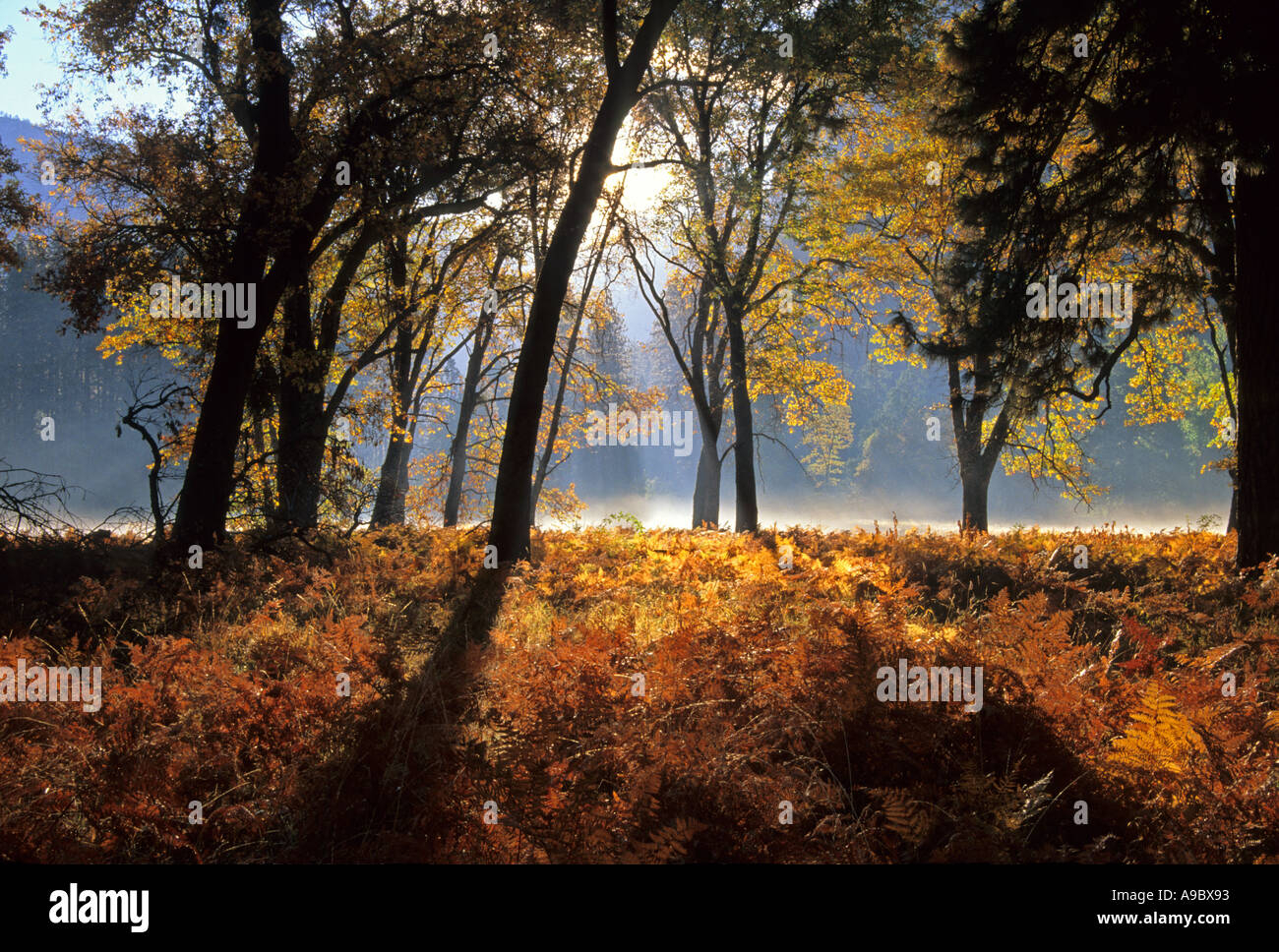 Autumn at Leidig Meadows in Yosemite Valley Yosemite National Park Sierra Nevada Mountain Range California USA Stock Photo