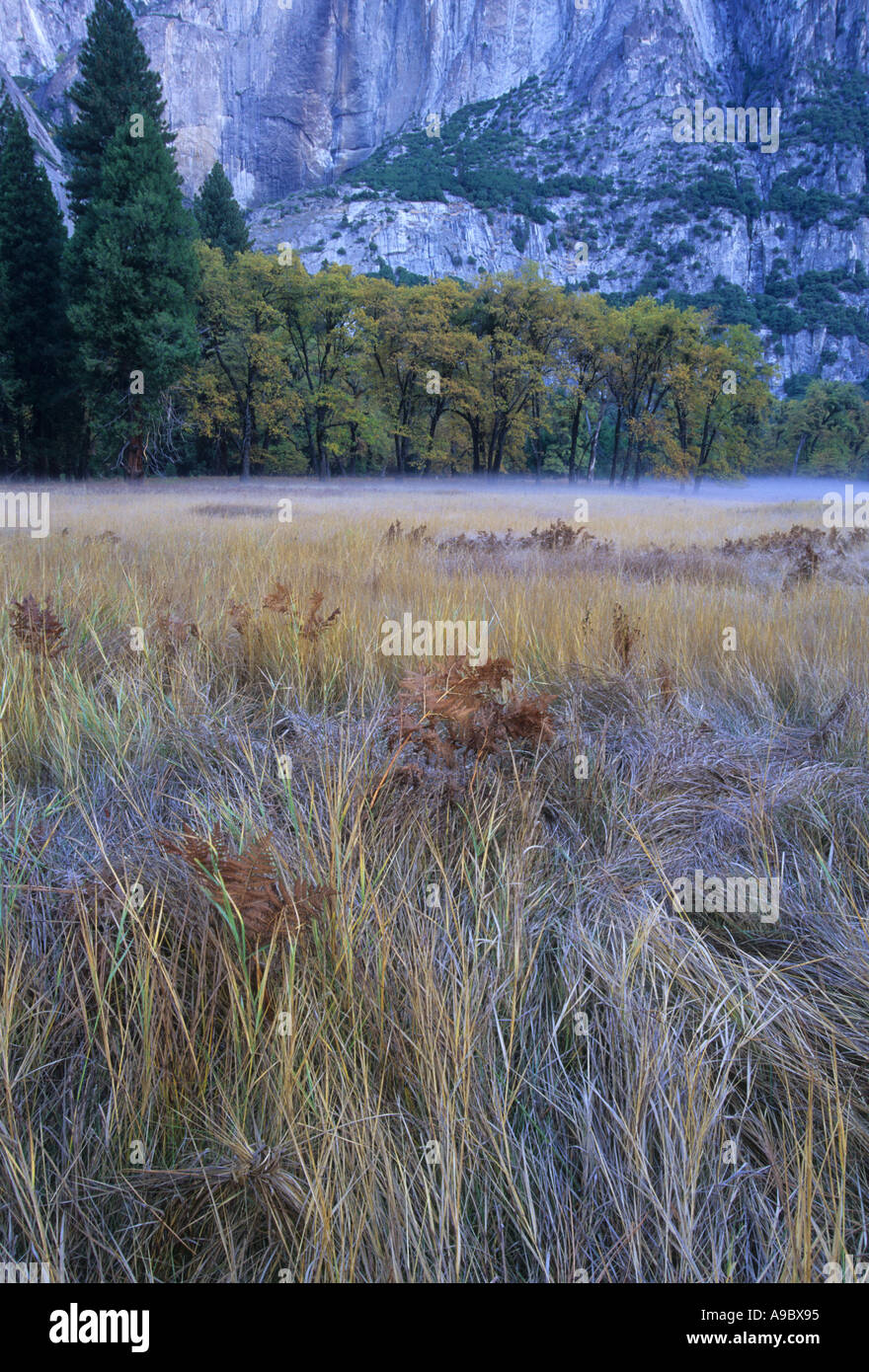 Autumn morning at Leidig Meadows in Yosemite Valley Yosemite National Park Sierra Nevada Mountain Range California USA Stock Photo