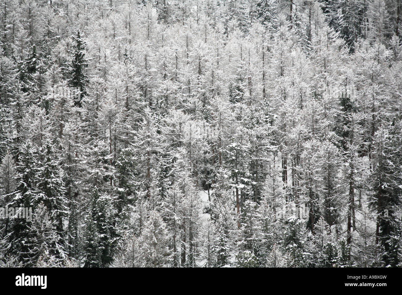 Snow covered pine tree forest hi-res stock photography and images - Alamy