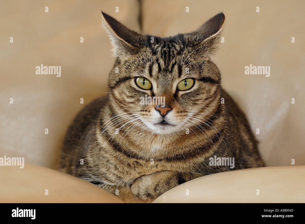 Cat Sitting On Leather Couch Stock Photo 7038684 Alamy