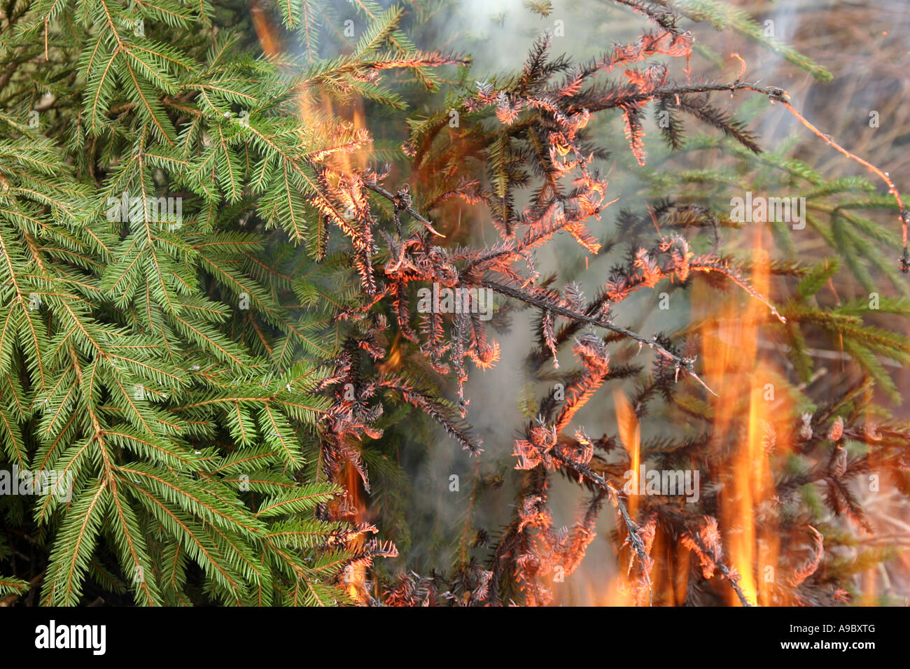 Pine Branches Fire High Resolution Stock Photography and Images Alamy