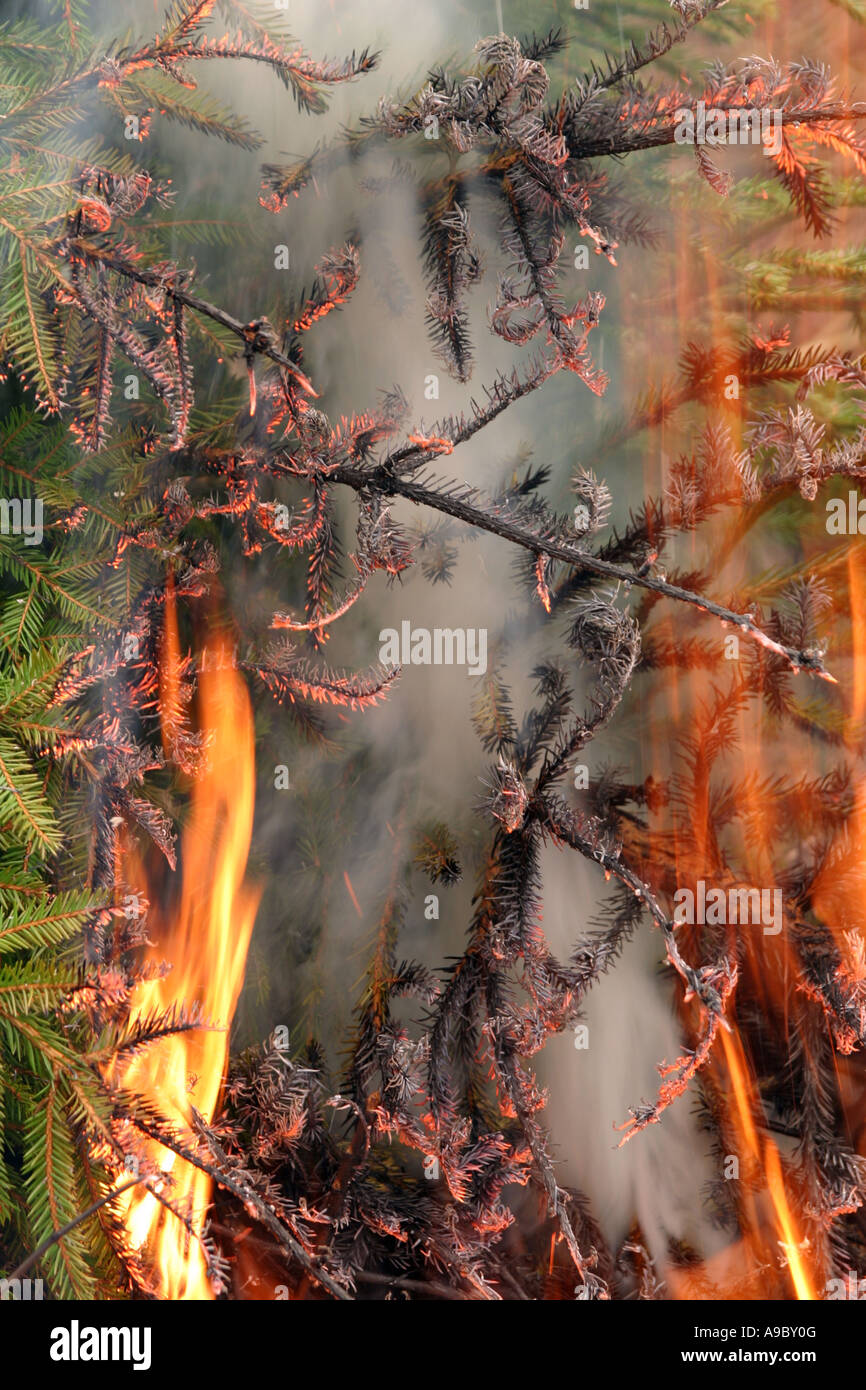 Burning pine tree branches hires stock photography and images Alamy