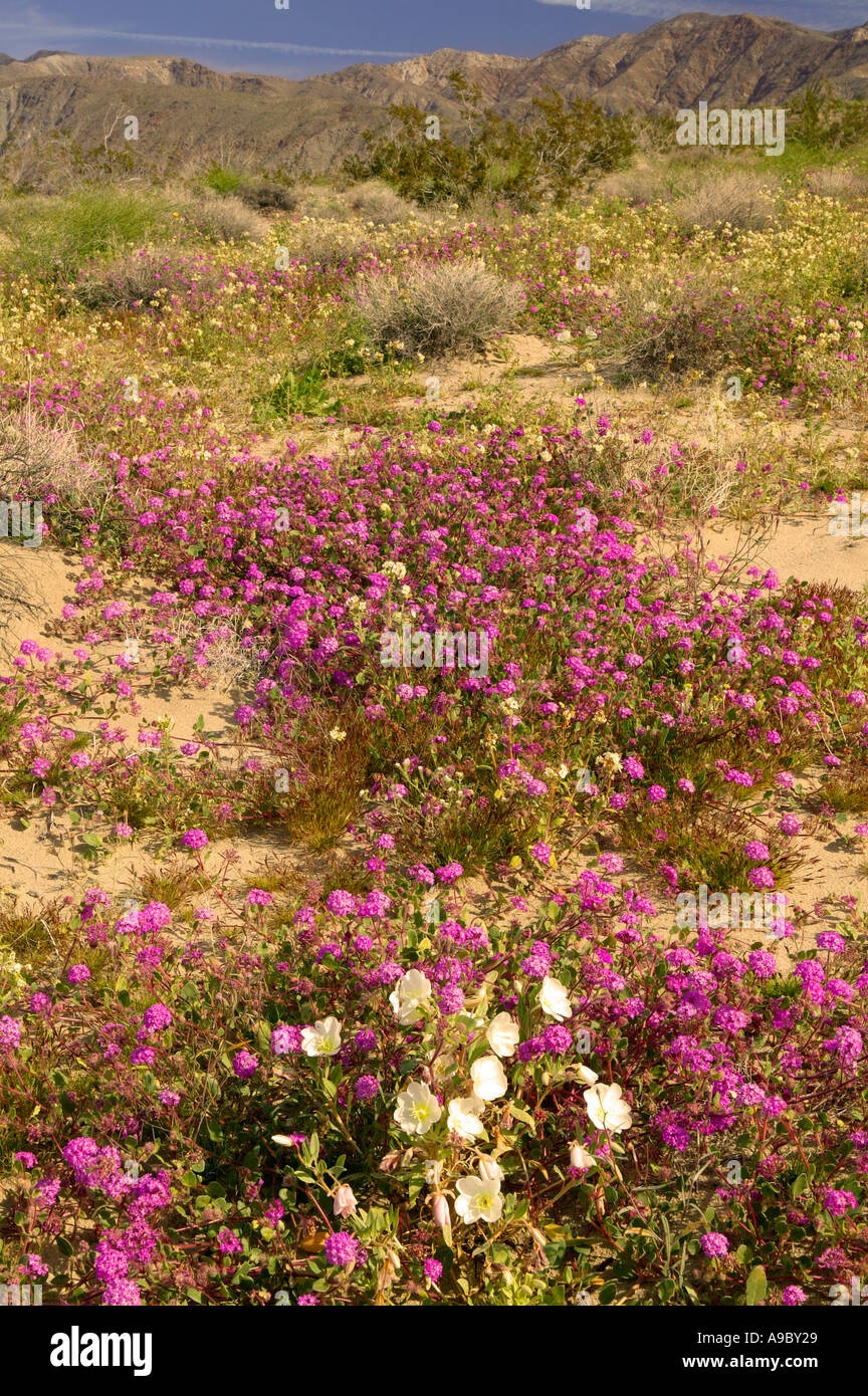 Anza Borrego Desert State Park California Stock Photo