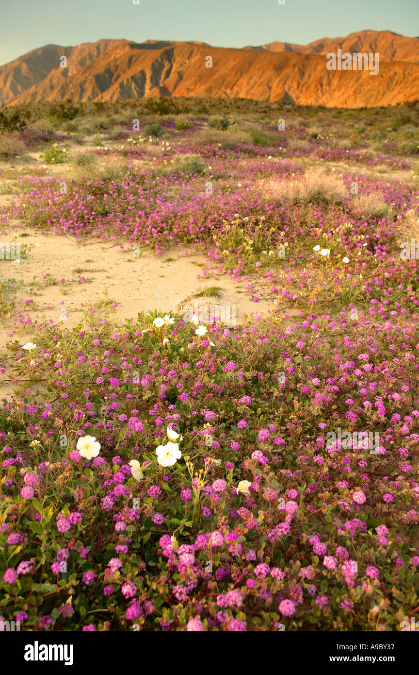 Arroyo Salado in Anza Borrego Desert State Park California Stock Photo