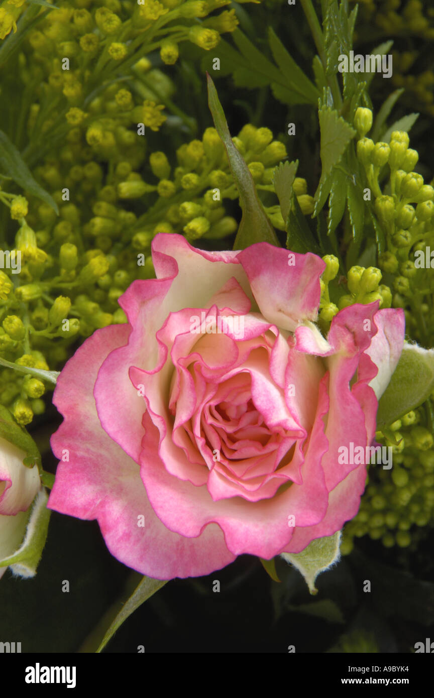Rose floral arrangement Stock Photo - Alamy