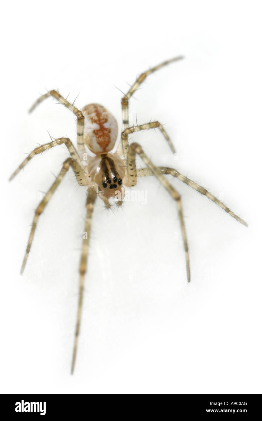 Pityohyphantes Phrygianus spider, family Linyphiidae Stock Photo