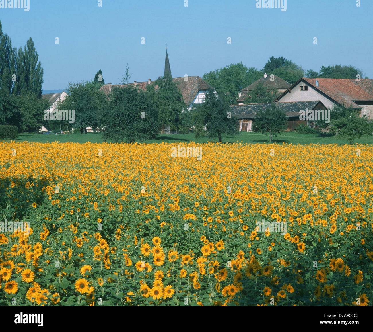 field of sunflowers near Schaffhausen Switzerland Stock Photo