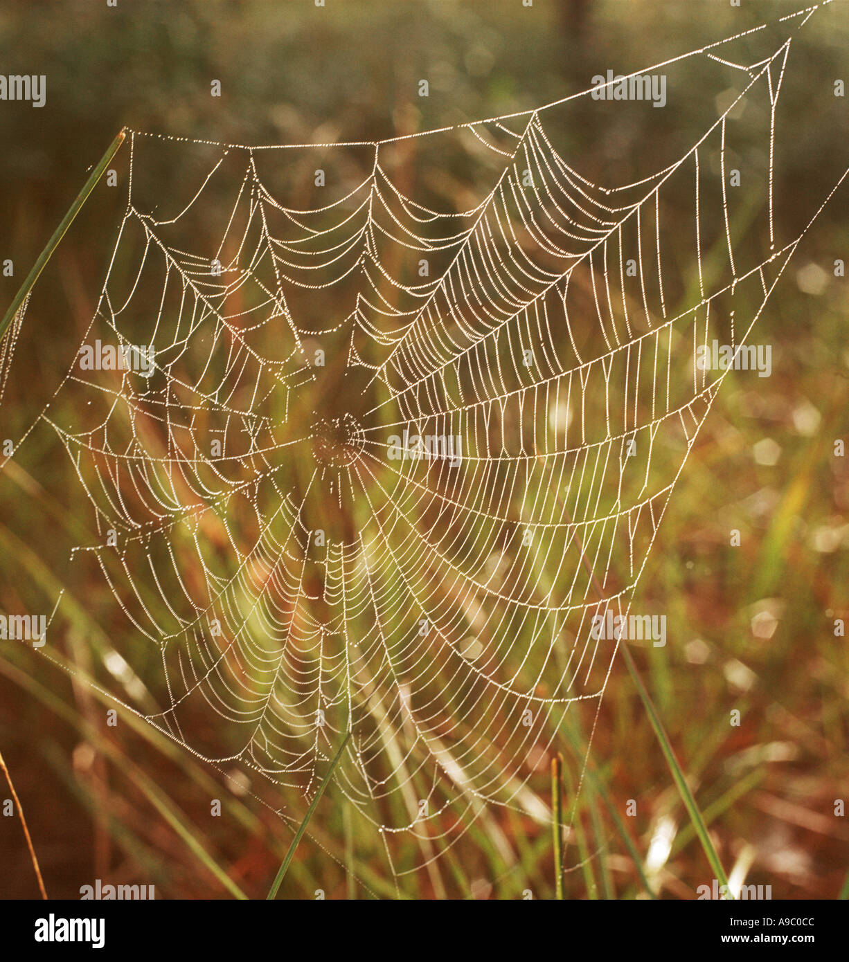 spider web in woods early morning Stock Photo