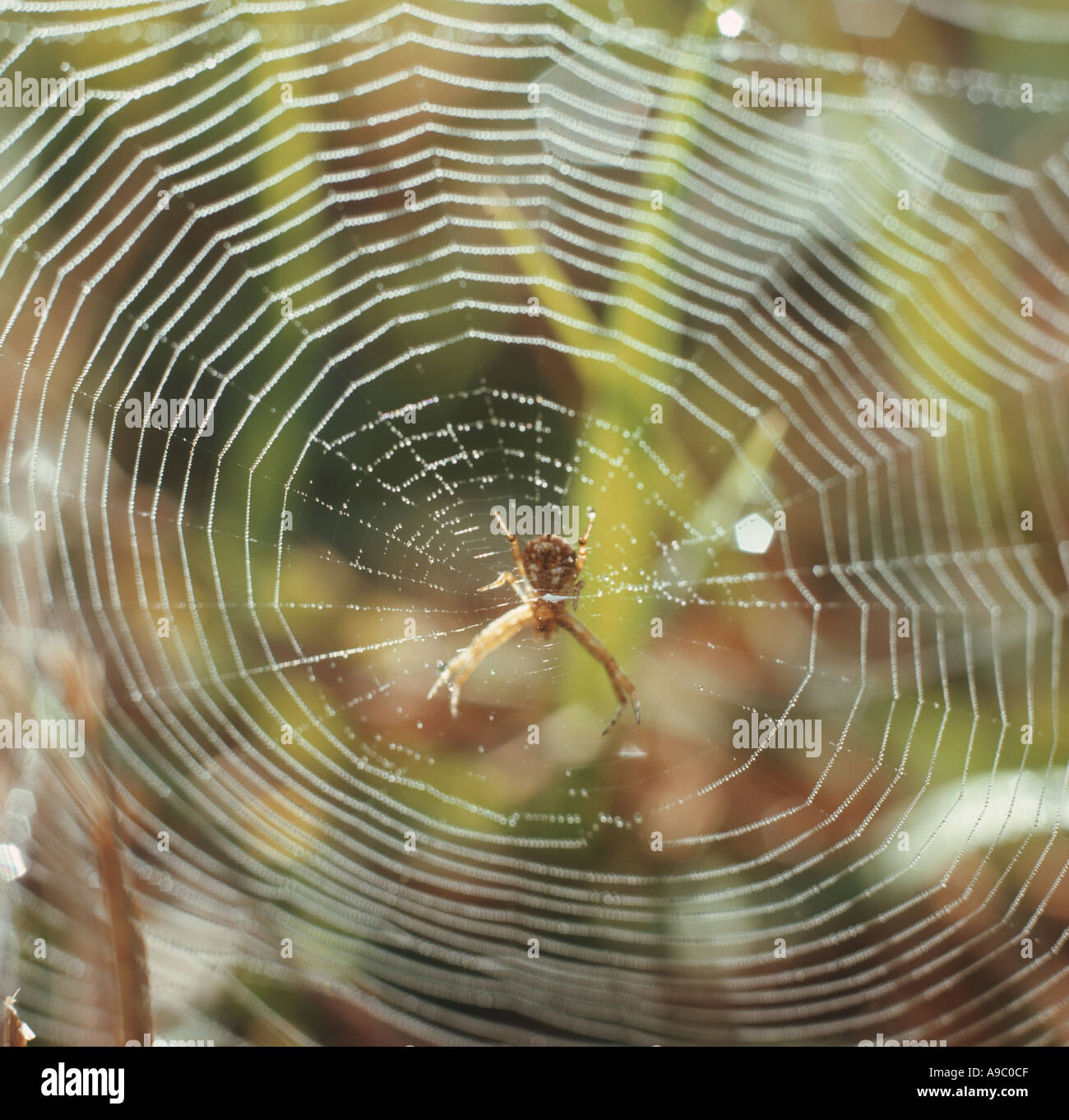 spider and web in woods early morning Stock Photo