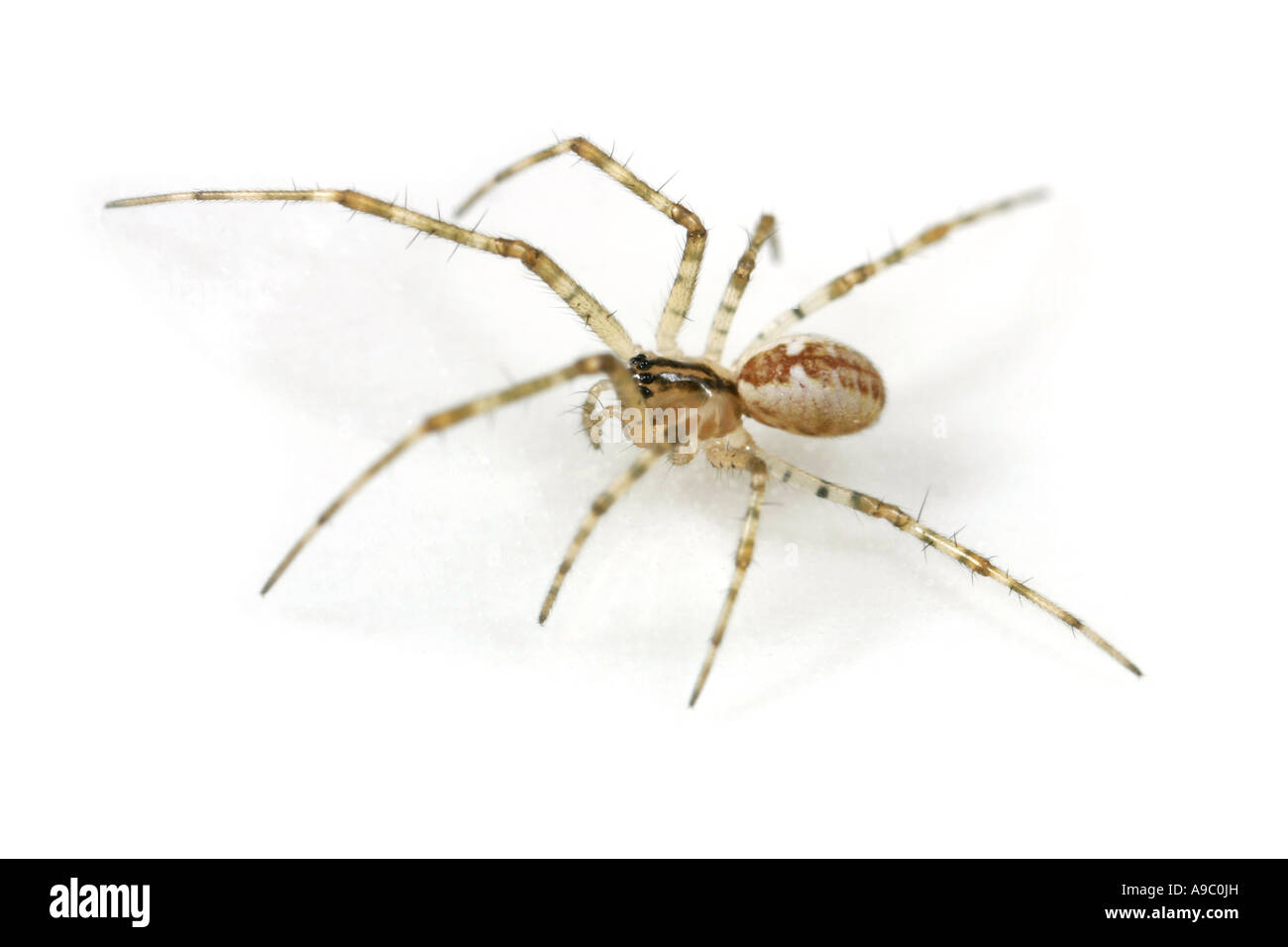Pityohyphantes Phrygianus spider, family Linyphiidae Stock Photo