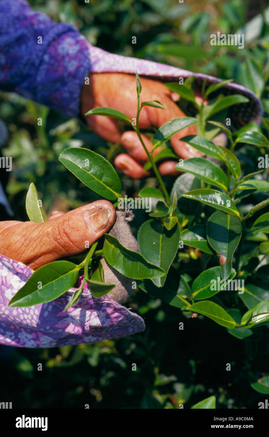 Hand picked tea hi-res stock photography and images - Alamy