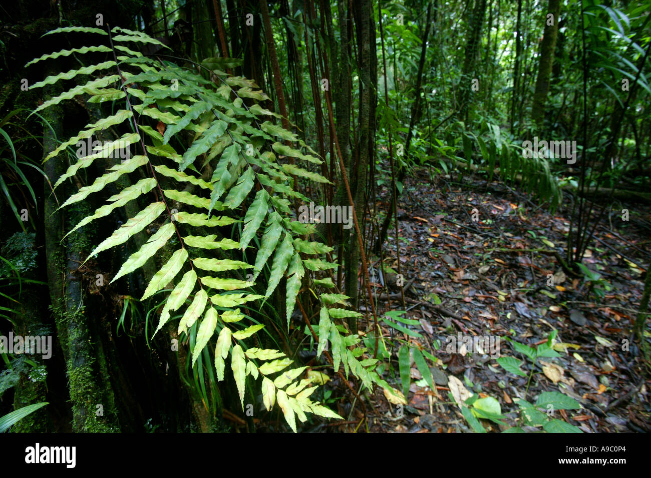 Leaves in the Pirre cloudforest in Darien national park, Darien province, Republic of Panama. Stock Photo
