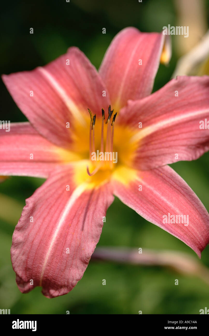 Native photographs hi-res stock photography and images - Alamy