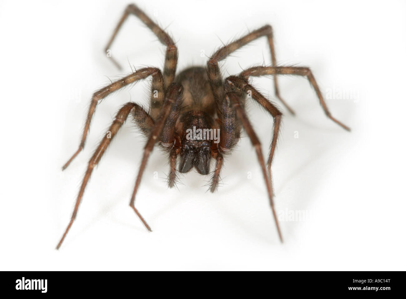 Female House spider, Tegenaria domestica, on white background Stock Photo